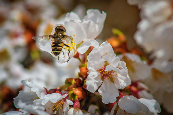 Bee on a Manuka Flower by Robert Thiemann